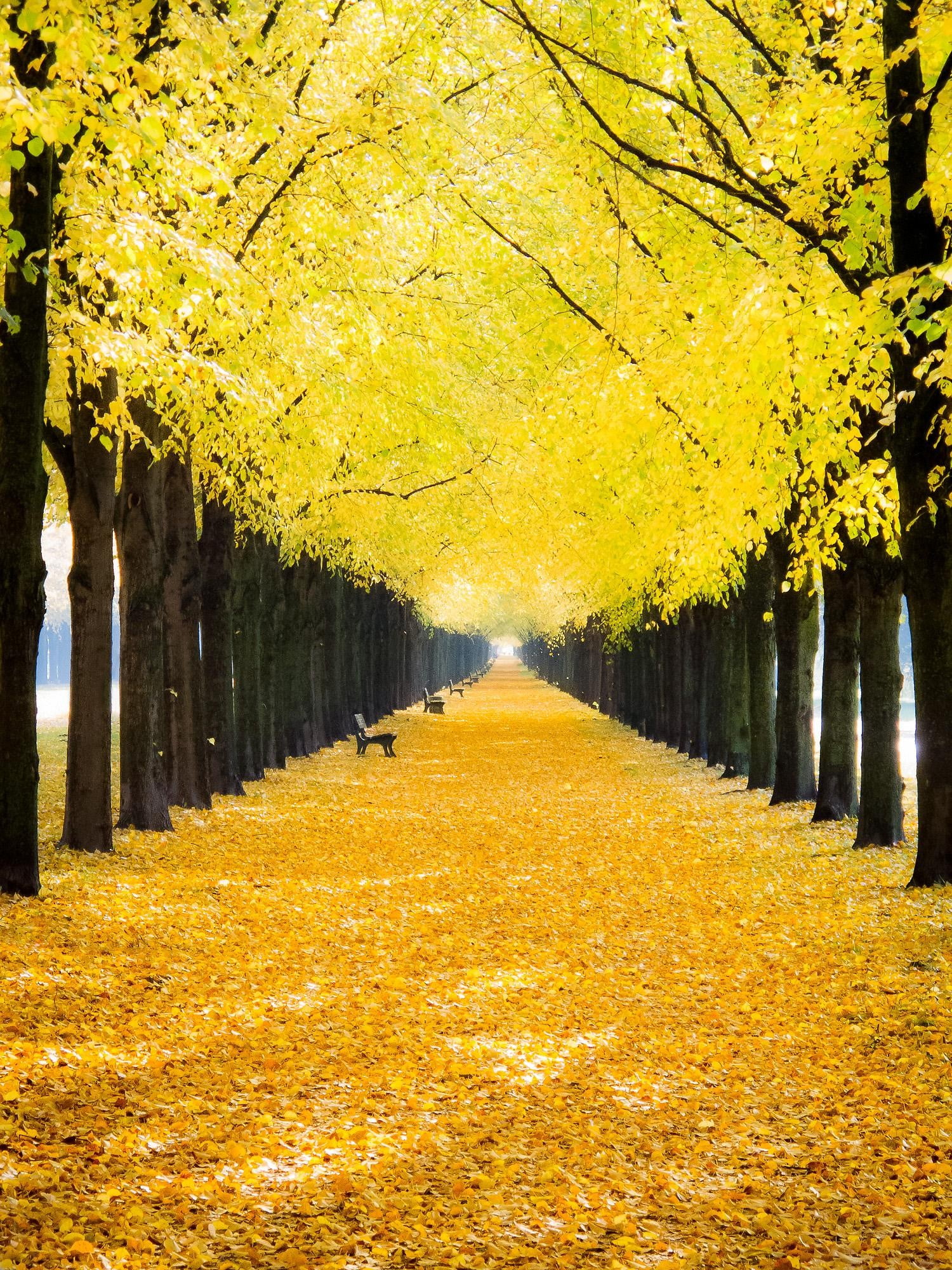 1500x2000 Yellow leafed trees, trees, nature HD wallpaper