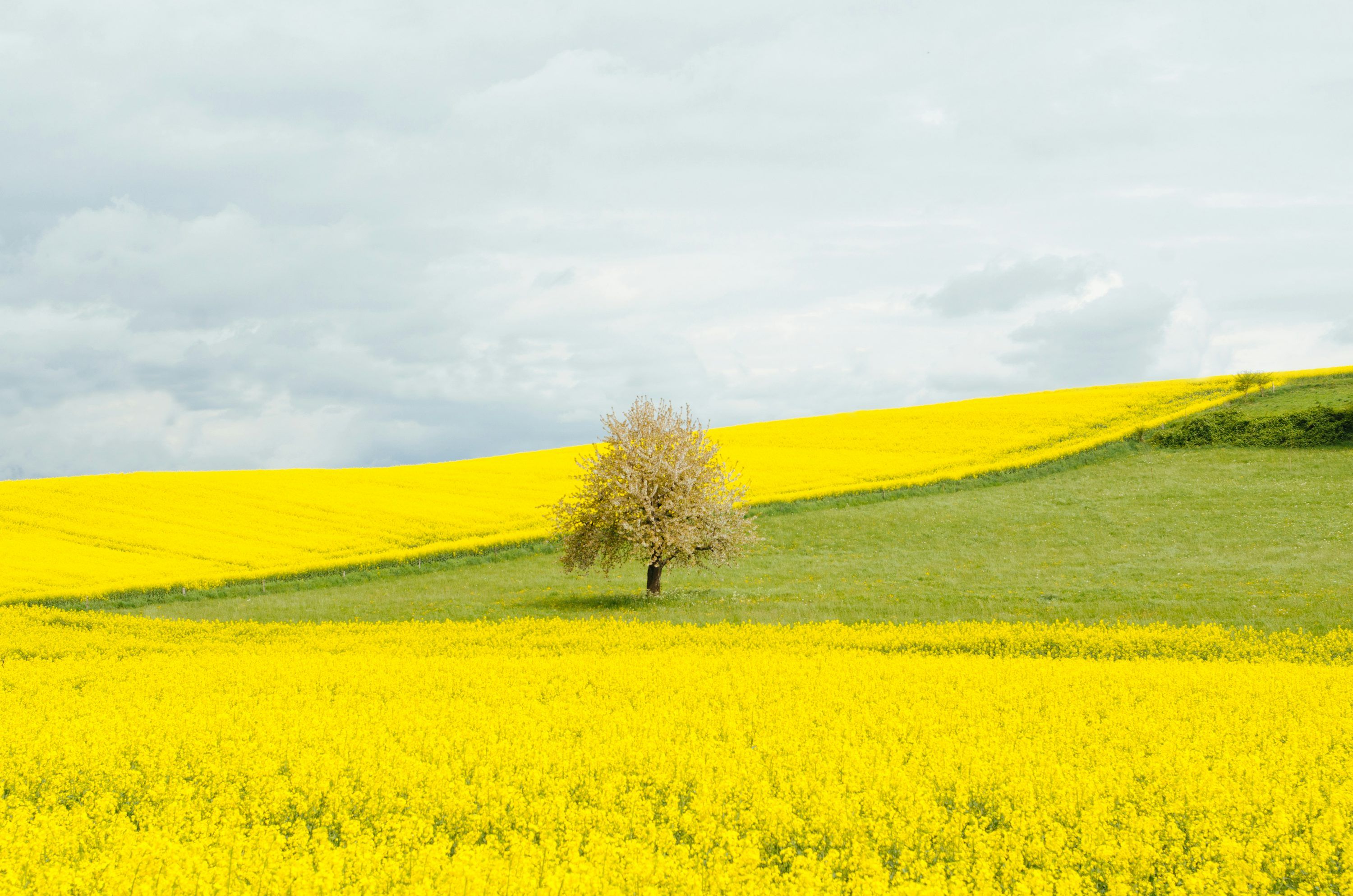 3000x1987 Yellow Landscape Picture. Download Free Image