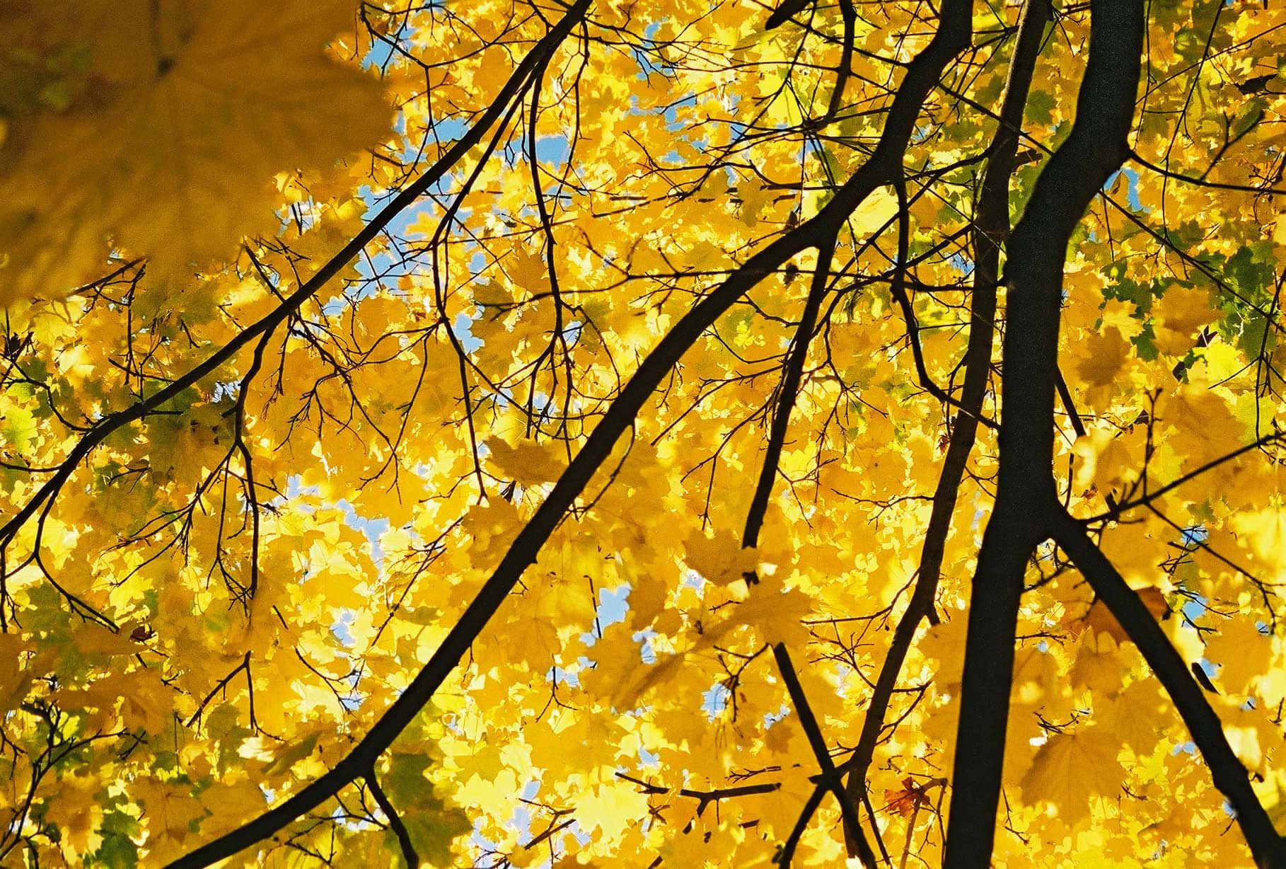 1818x1228 Download Landscape Yellow Leaves Aesthetic Picture