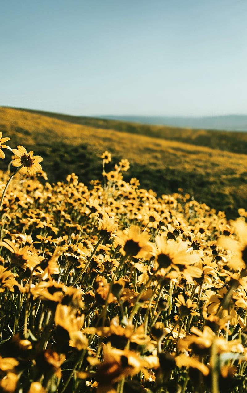 800x1272 Yellow flower field, spring, landscape, nature, iphone iphone 5s, iphone 5c, HD phone wallpaper