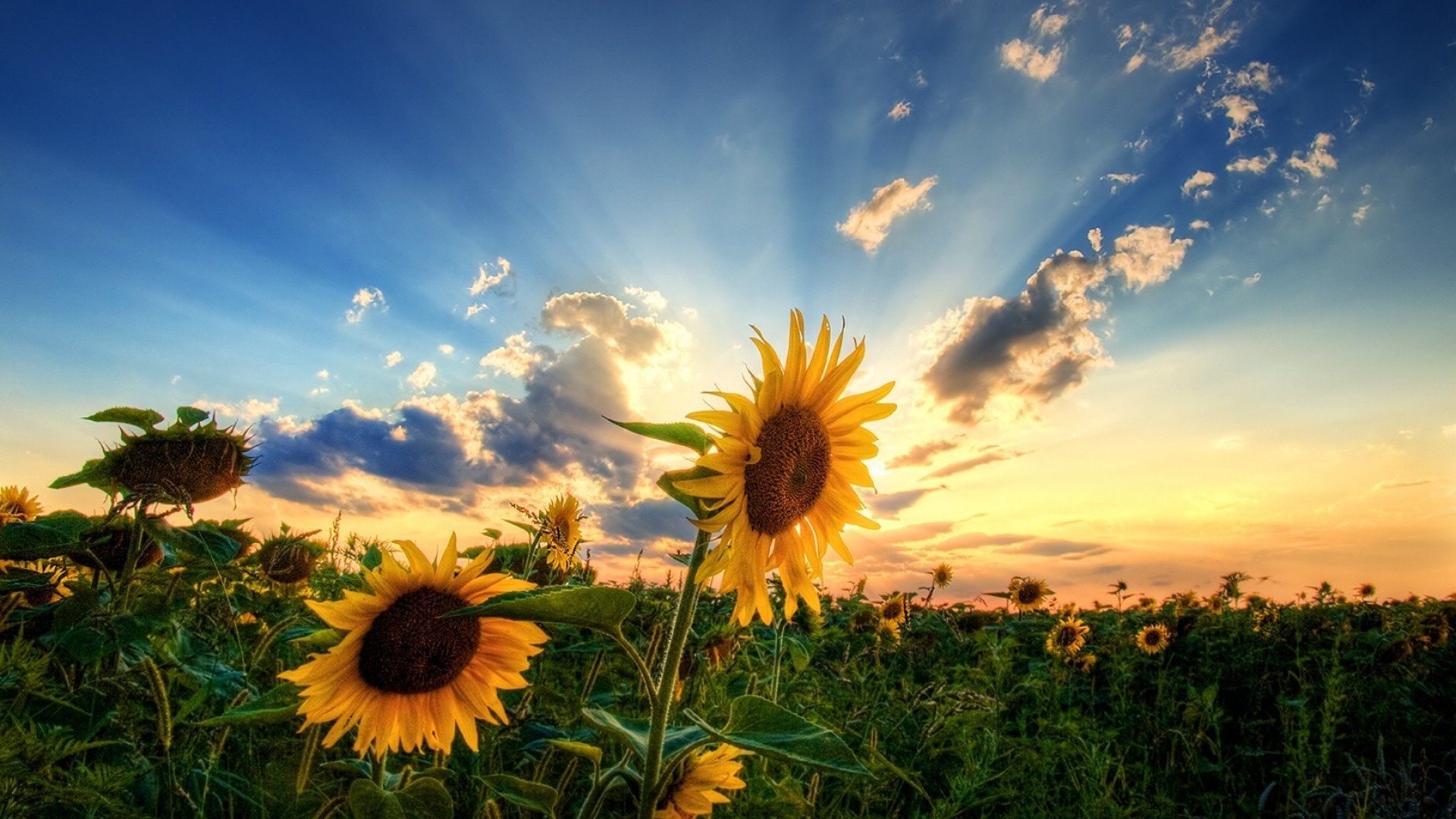 1920x1080 Sunlit Summer Sunflowers
