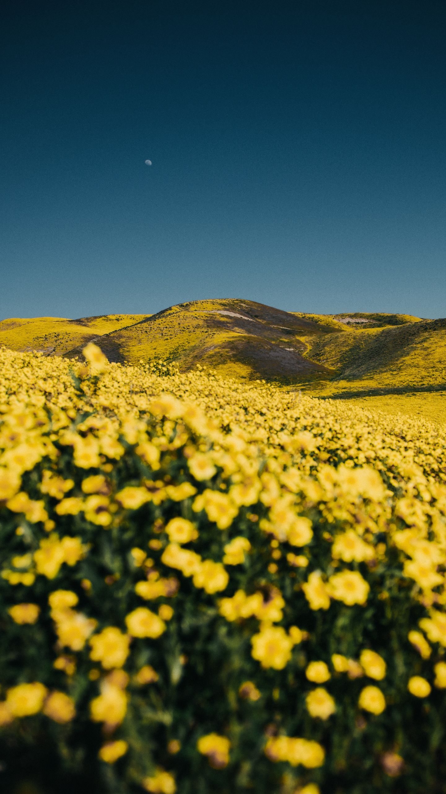 1440x2560 Download wallpaper 1440x2560 flowers, yellow, hills, field, landscape qhd samsung galaxy s s edge, note, lg g4 HD background