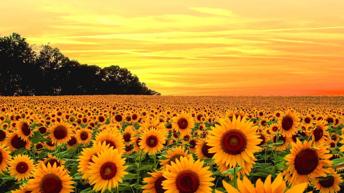 1366x768 Aesthetic Landscape Yellow Wallpaper