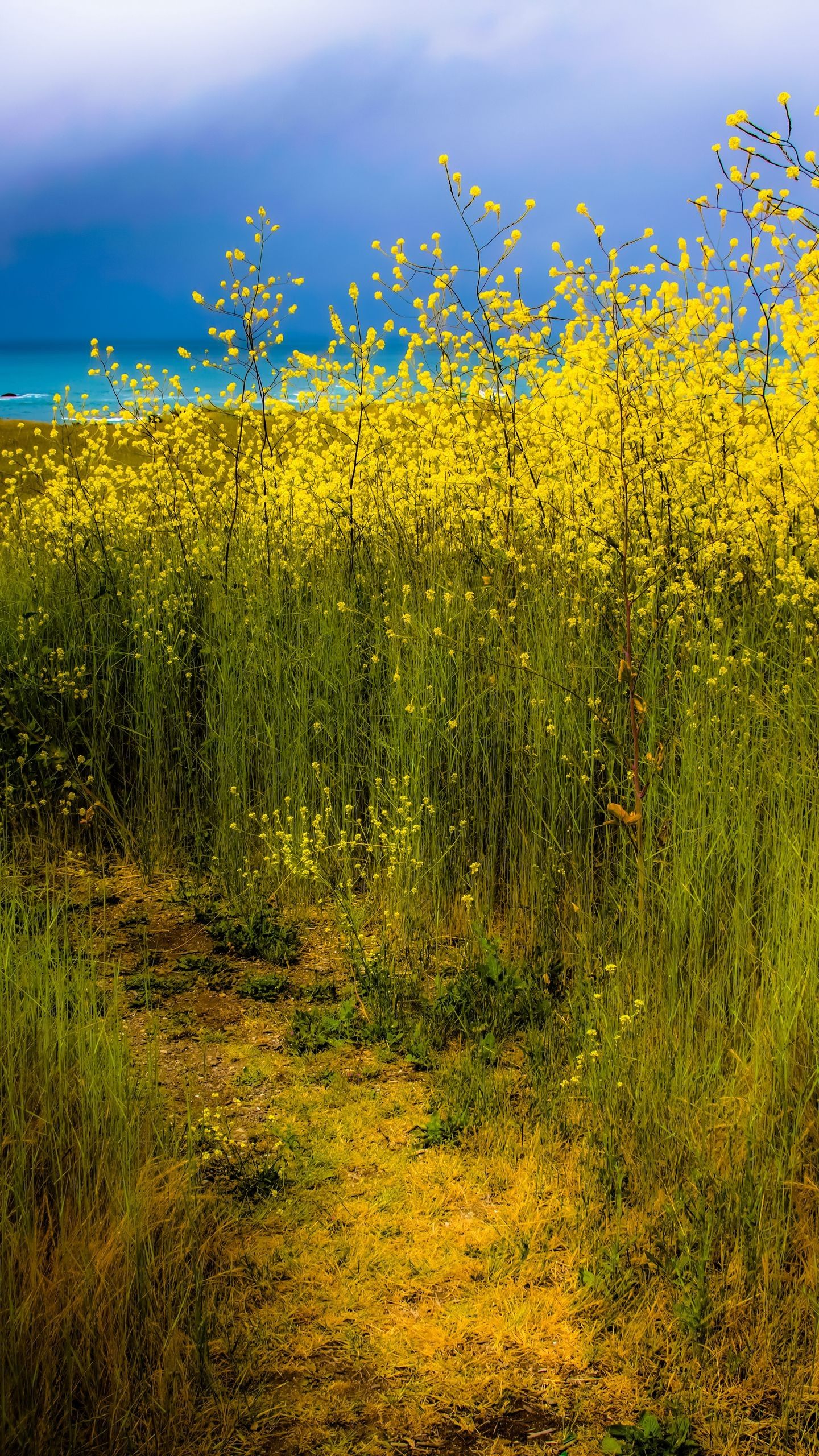 1440x2560 Closeup View Yellow Flowers Bushes Grass Field Plants Path Sky Background Nature Wallpaper 4K HD Nature Wallpaper
