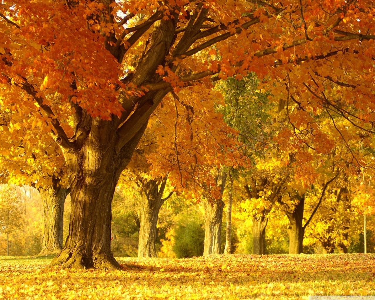 1280x1024 Yellow Trees, Fall 4K UHD Wallpaper for UltraHD Desktop and TV : Widescreen and UltraWide Display : Smartphone and Tablet Devices