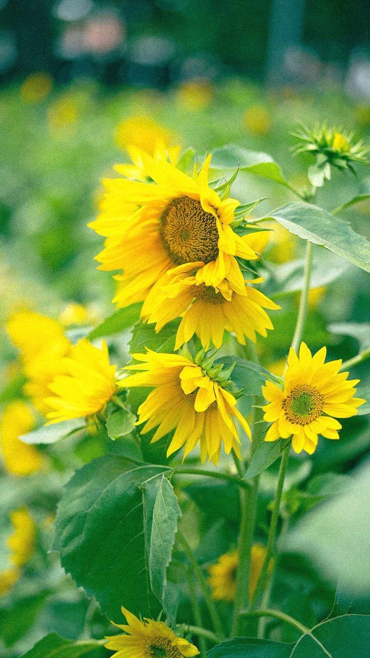 736x1308 Spring flower iphone wallpaper HD background sunflowers yellow petals bloom blossom nature 4k image
