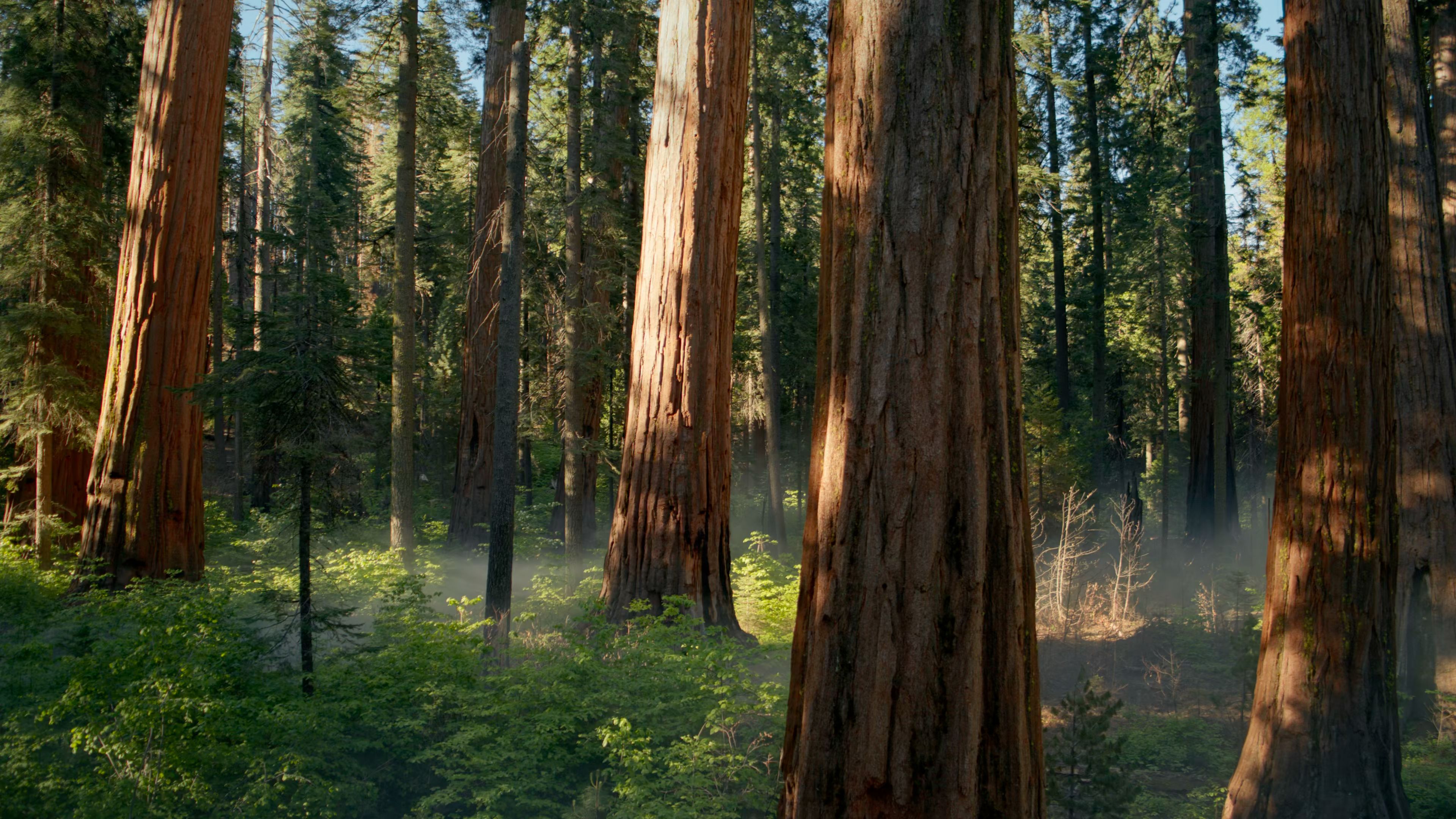 3840x2160 Official macOS Sequoia 15.0 Wallpaper 4K (Day)