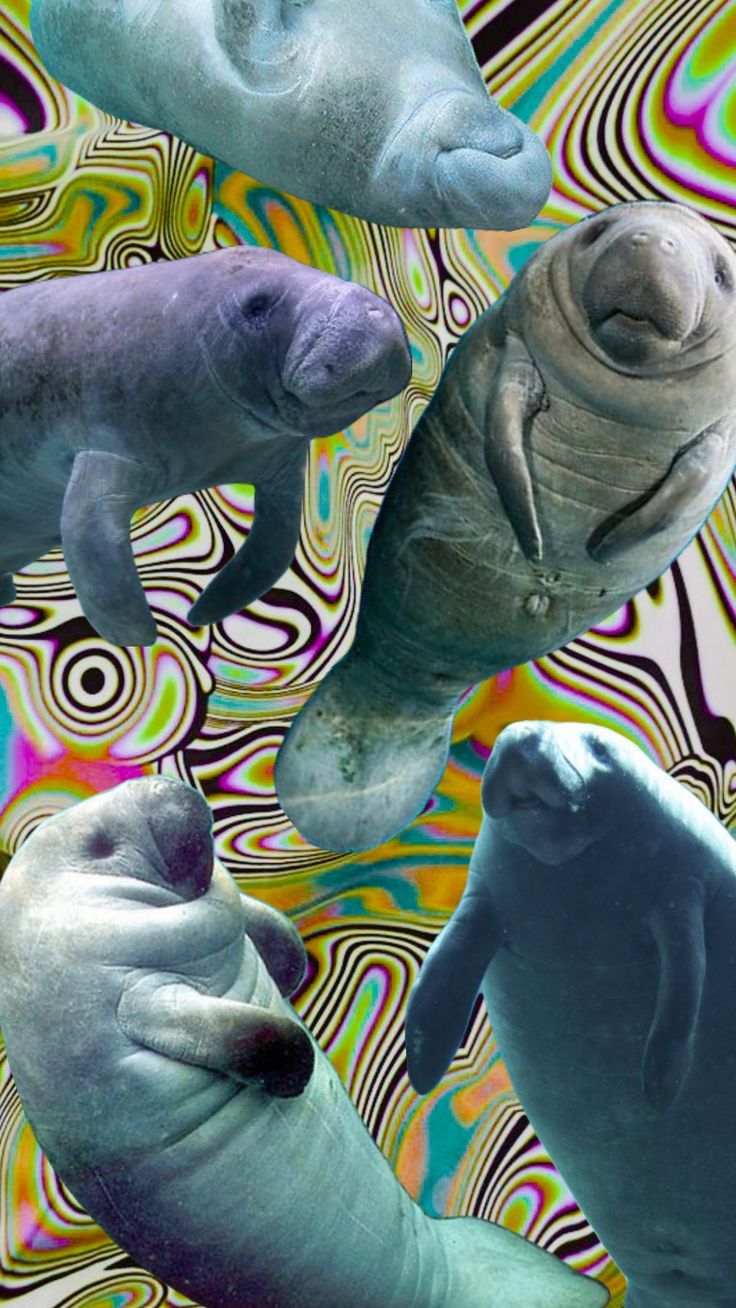 736x1308 myfirstshuffle #dugong #manatee #wallpaper #background