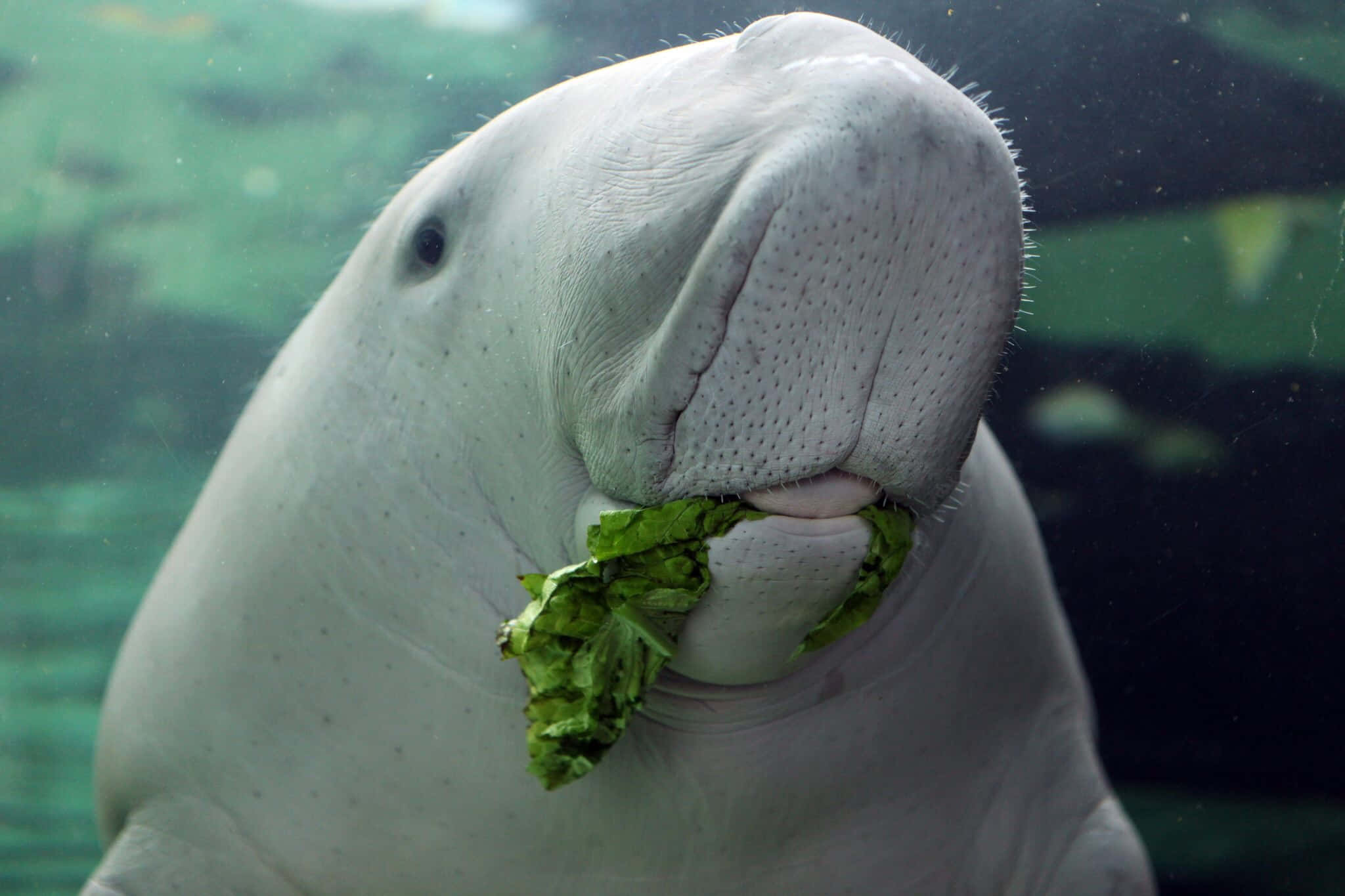2048x1365 Download Majestic Dugong Gliding Underwater Wallpaper