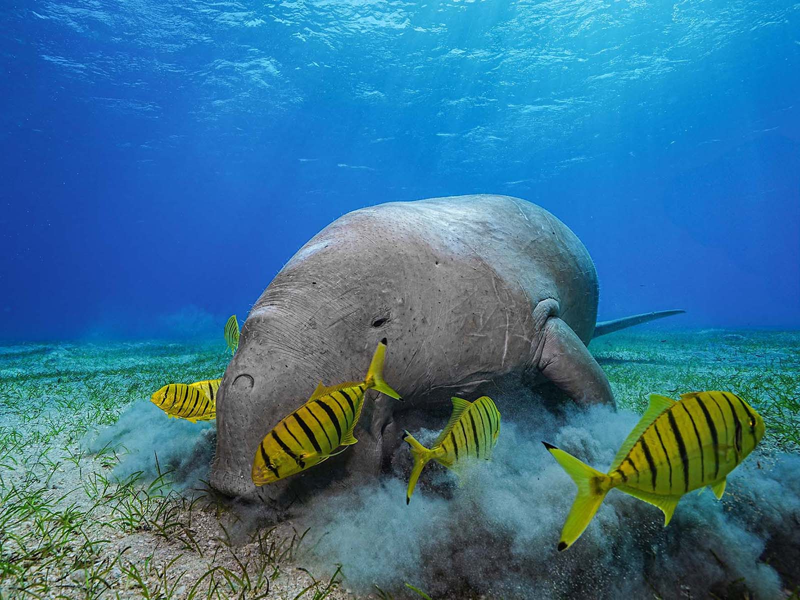 1600x1200 Capturing Gentle Giants: Photographing Dugongs in Marsa Mubarak, Egypt