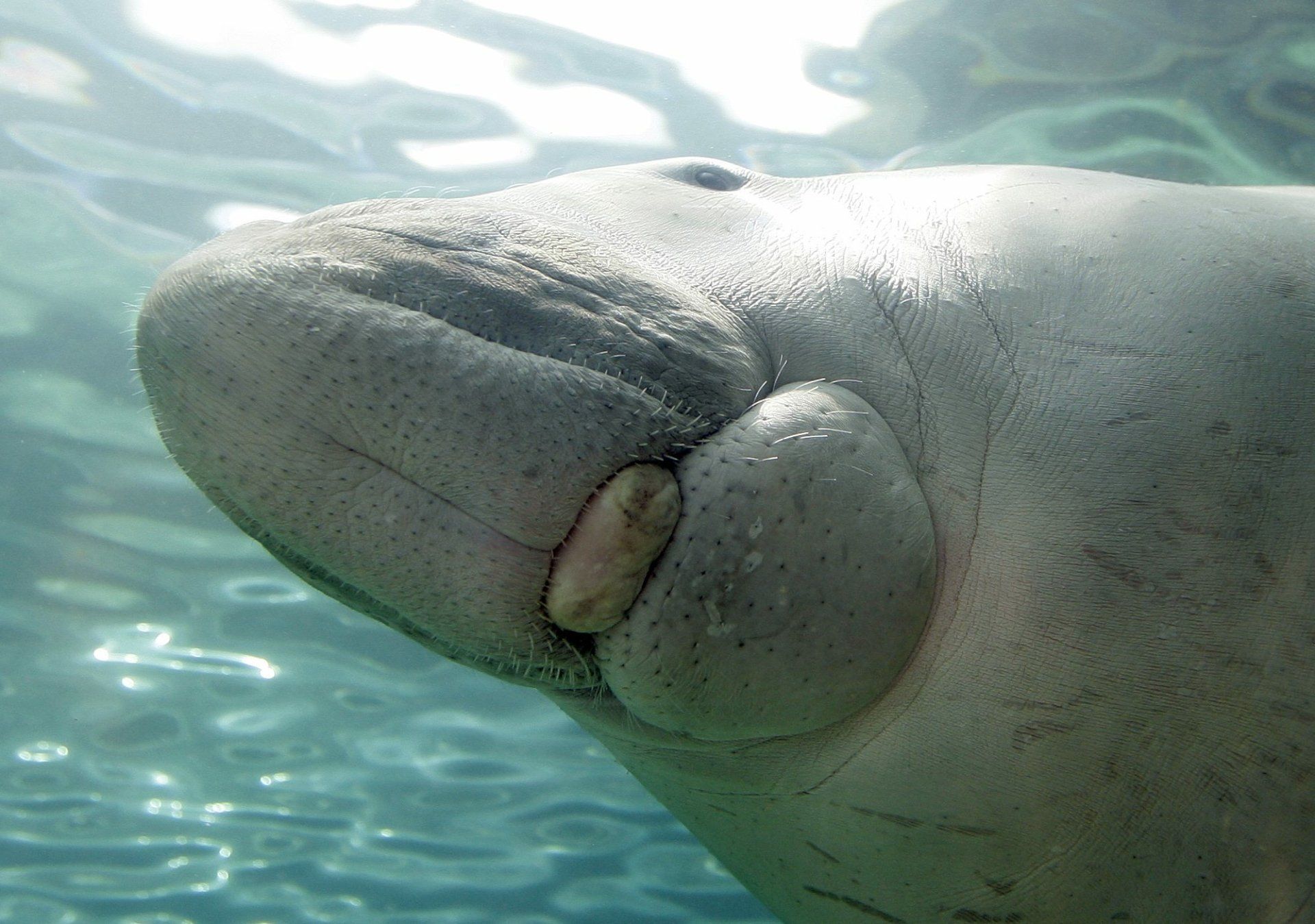 1920x1349 Download Animal Dugong HD Wallpaper