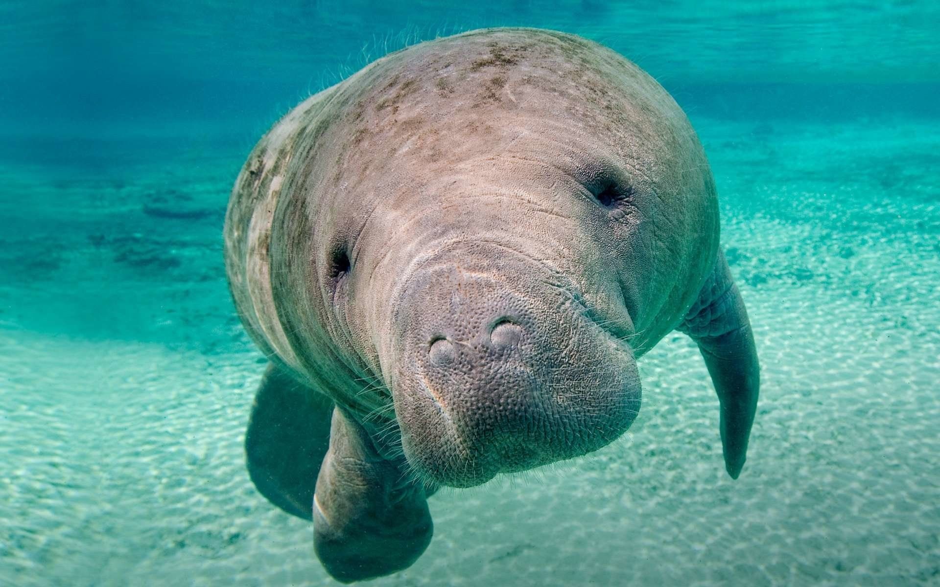 1920x1200 Dugong Wallpaper