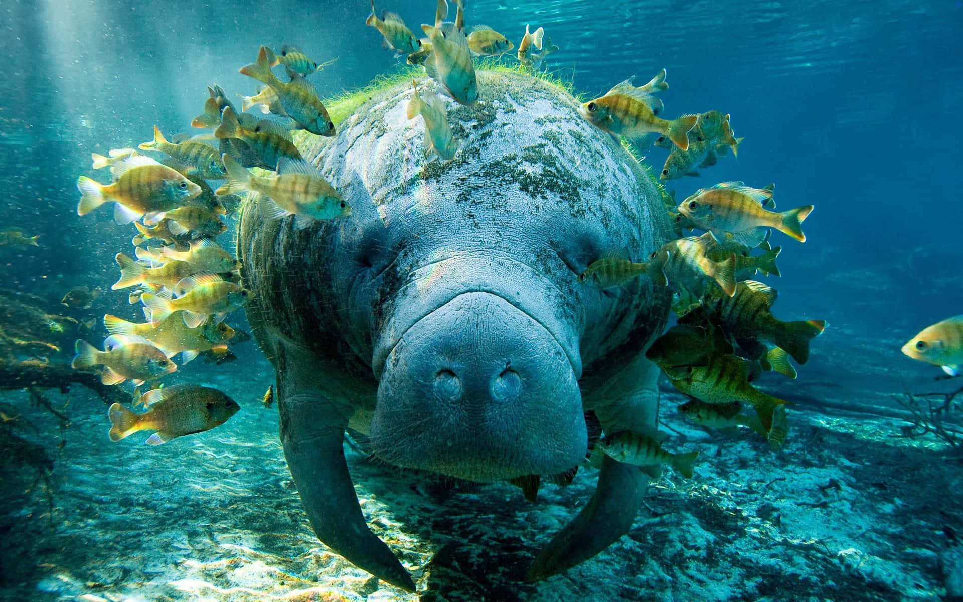 1920x1200 Dugongs Wallpaper