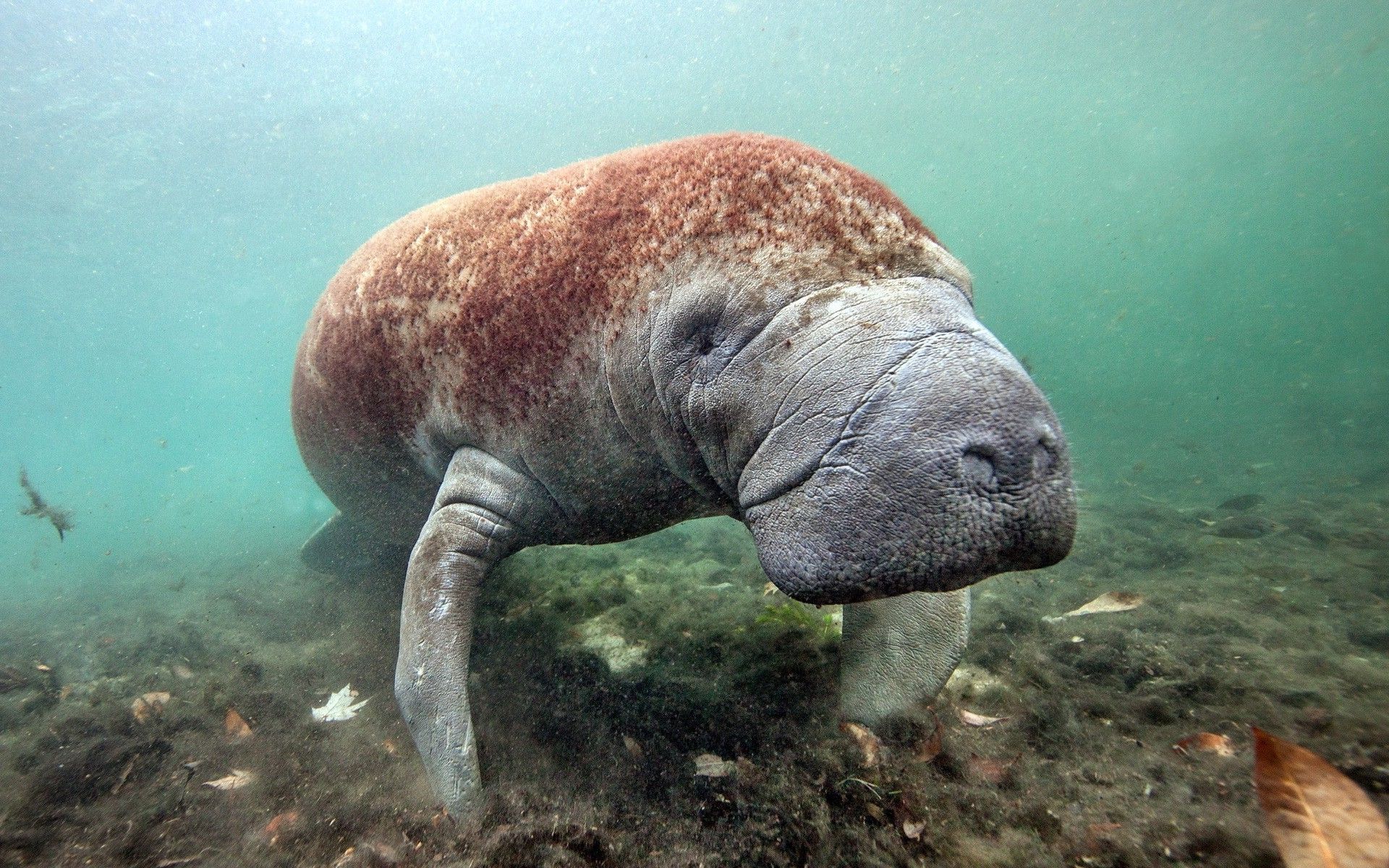 1920x1200 nature, Dugong Wallpaper HD / Desktop and Mobile Background