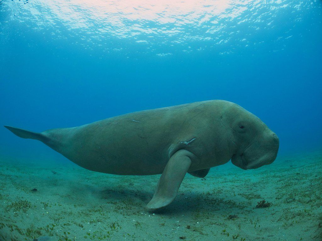 1024x768 Dugong Australian Museum