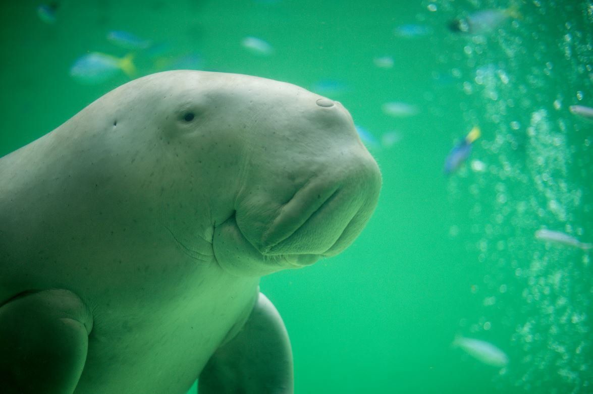 1175x781 Dugong Australian Museum