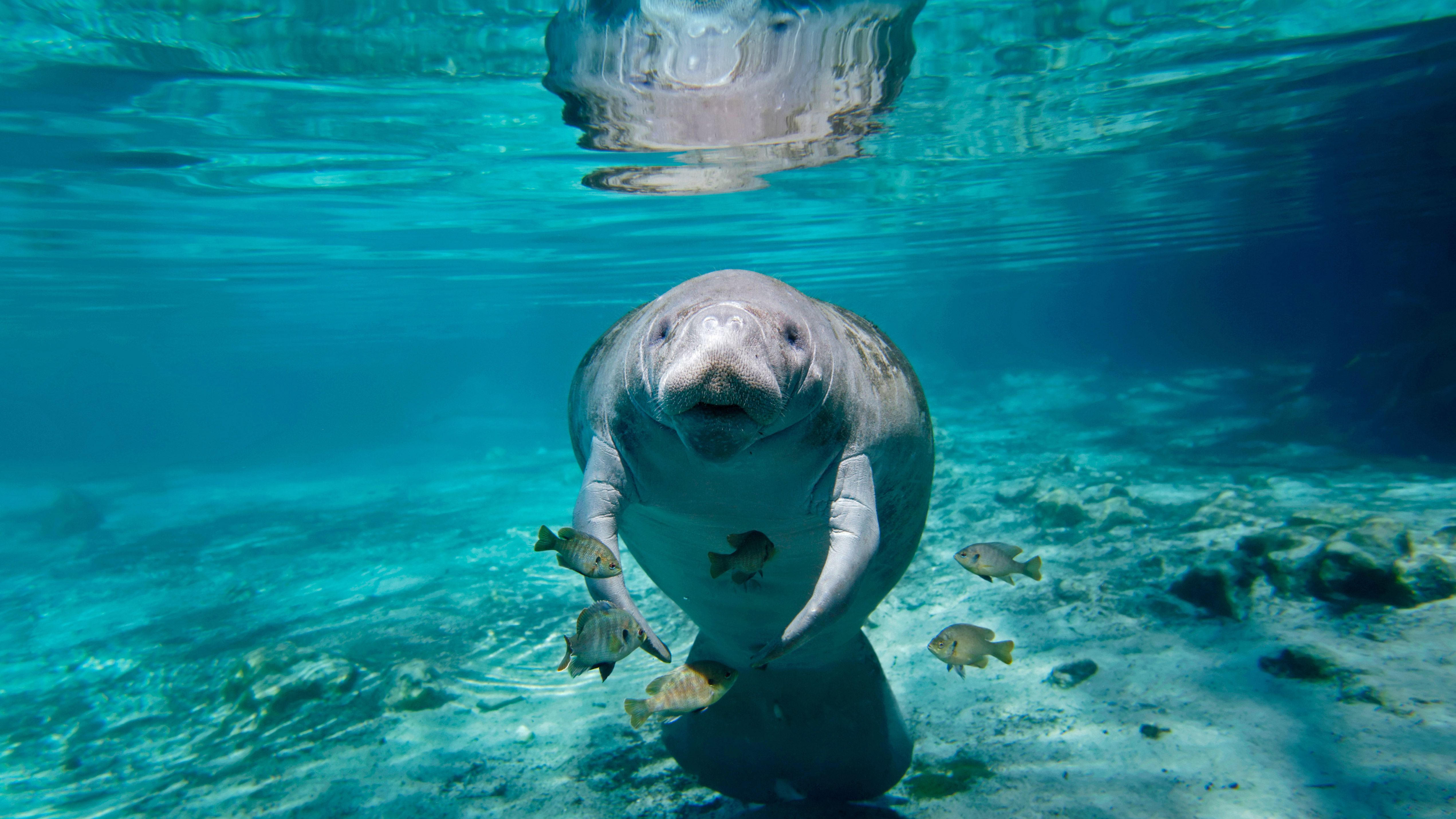 5084x2860 Phone wallpaper: Manatee, Animal, Dugong 538825