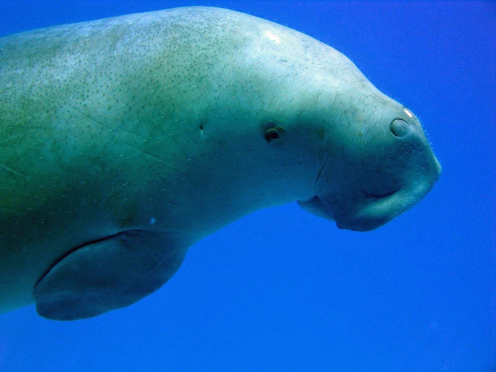 1600x1200 Download Animal Dugong Wallpaperx1200