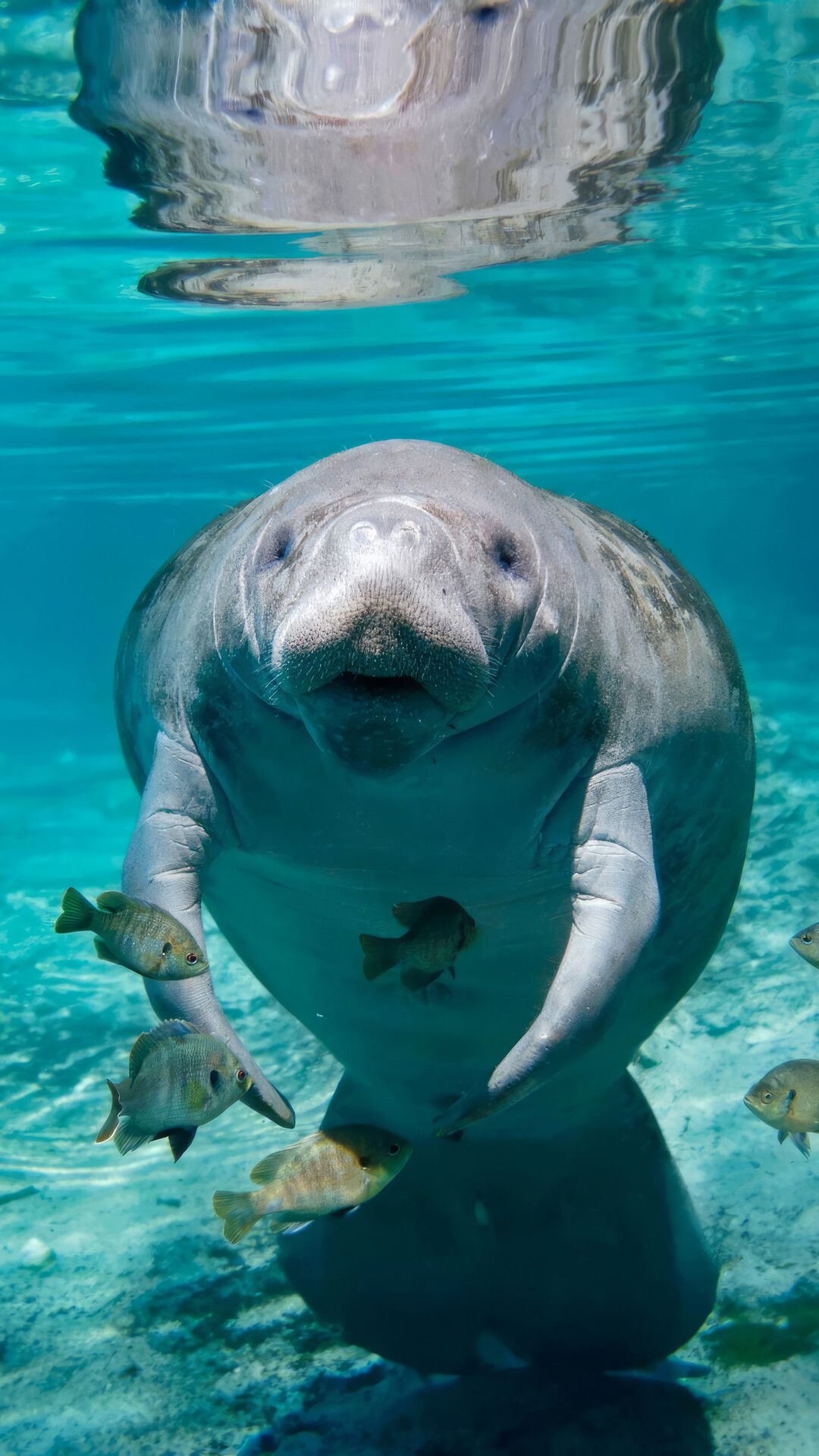 1080x1920 Dugong Underwater Animal Wallpaper 4K HD PC a