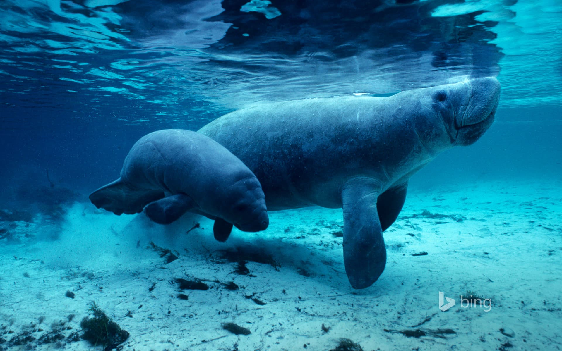 1920x1200 Tagged dugong