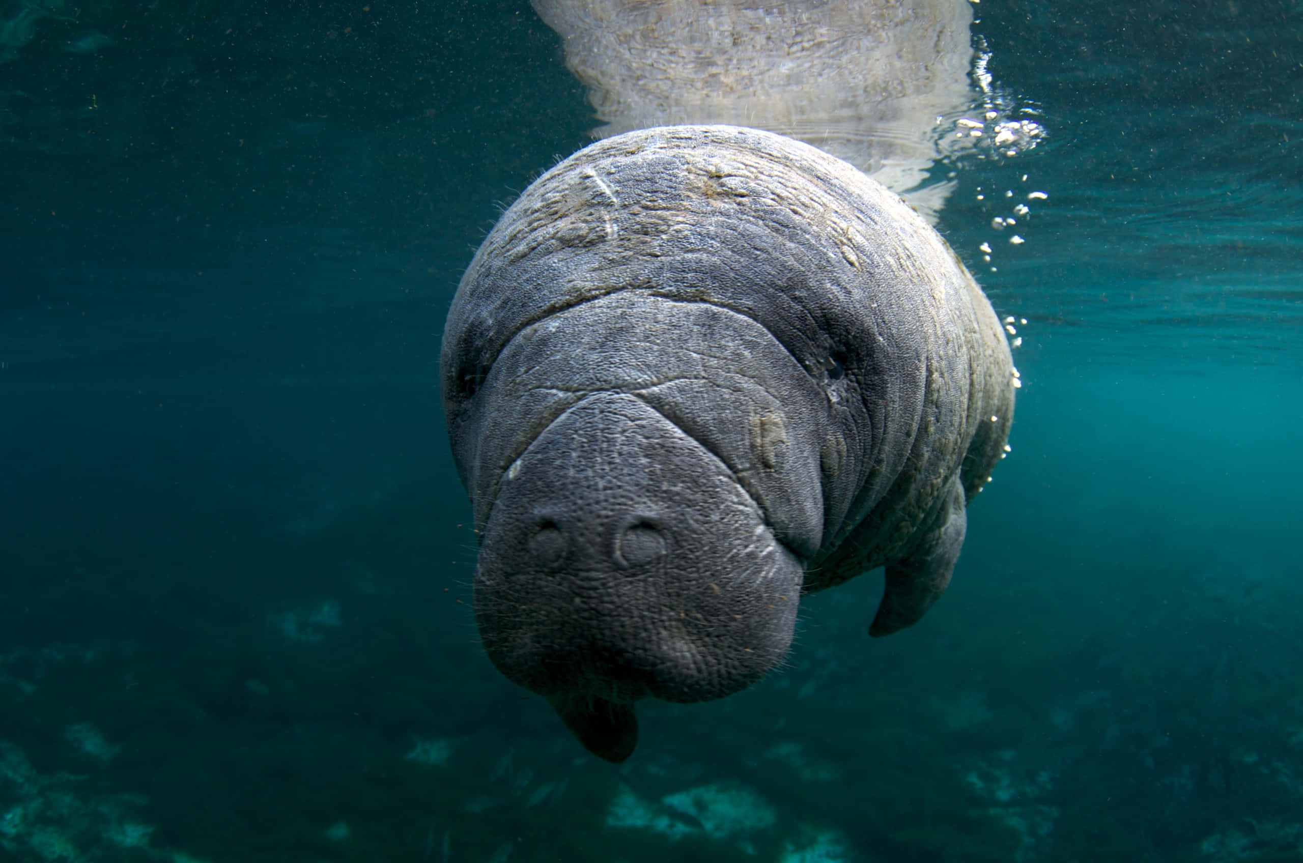 2560x1696 Download Majestic Dugong Glazing Serenely In Shallow Sea Wallpaper