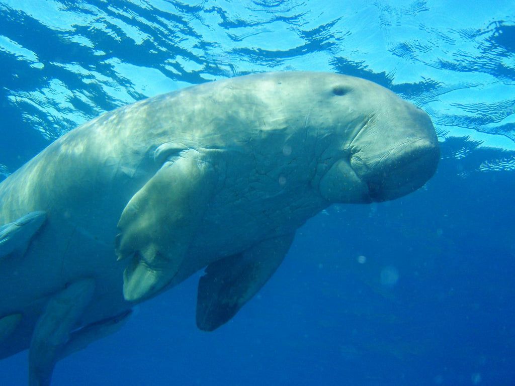 1024x768 Dugong En Surface Mer Wall Mural