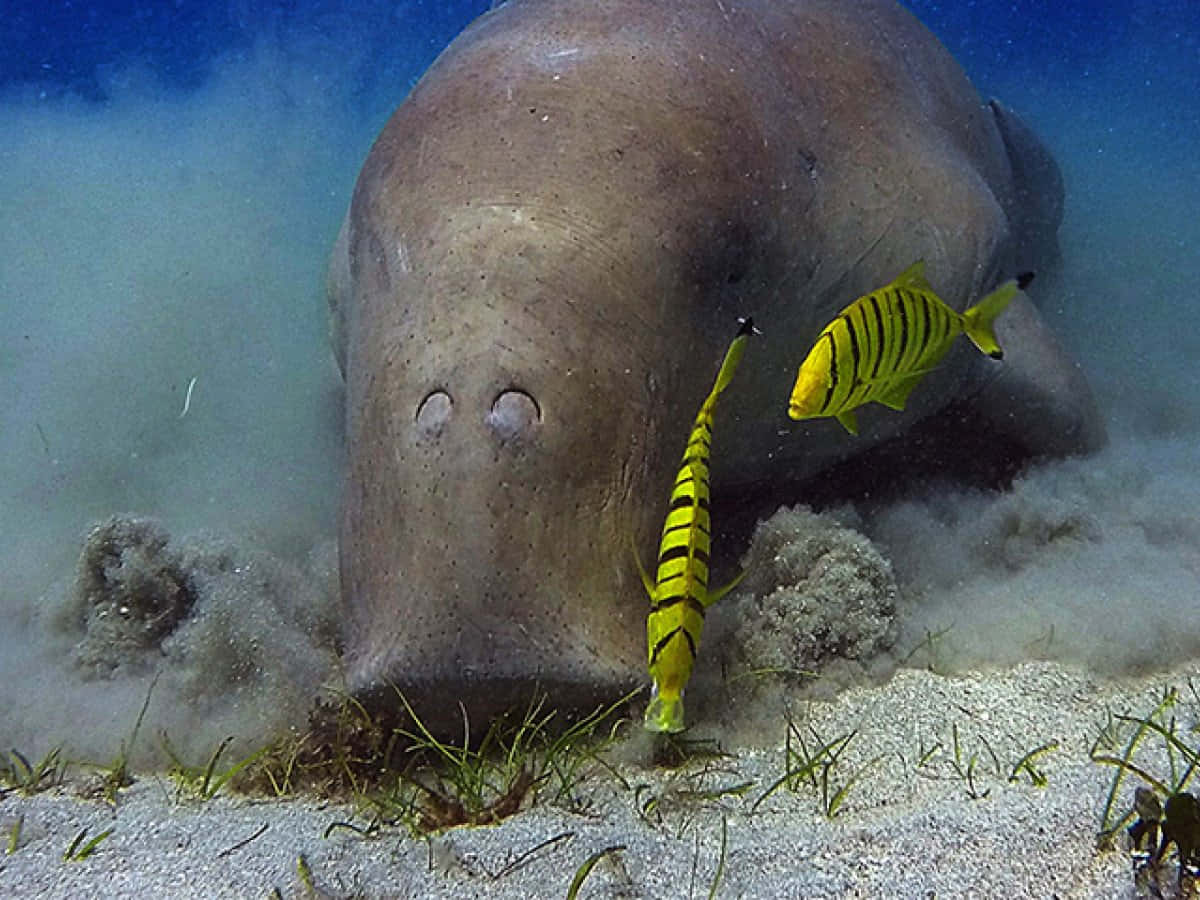1200x900 Download Dugong: The Gentle Sea Cow of the Ocean Depths Wallpaper