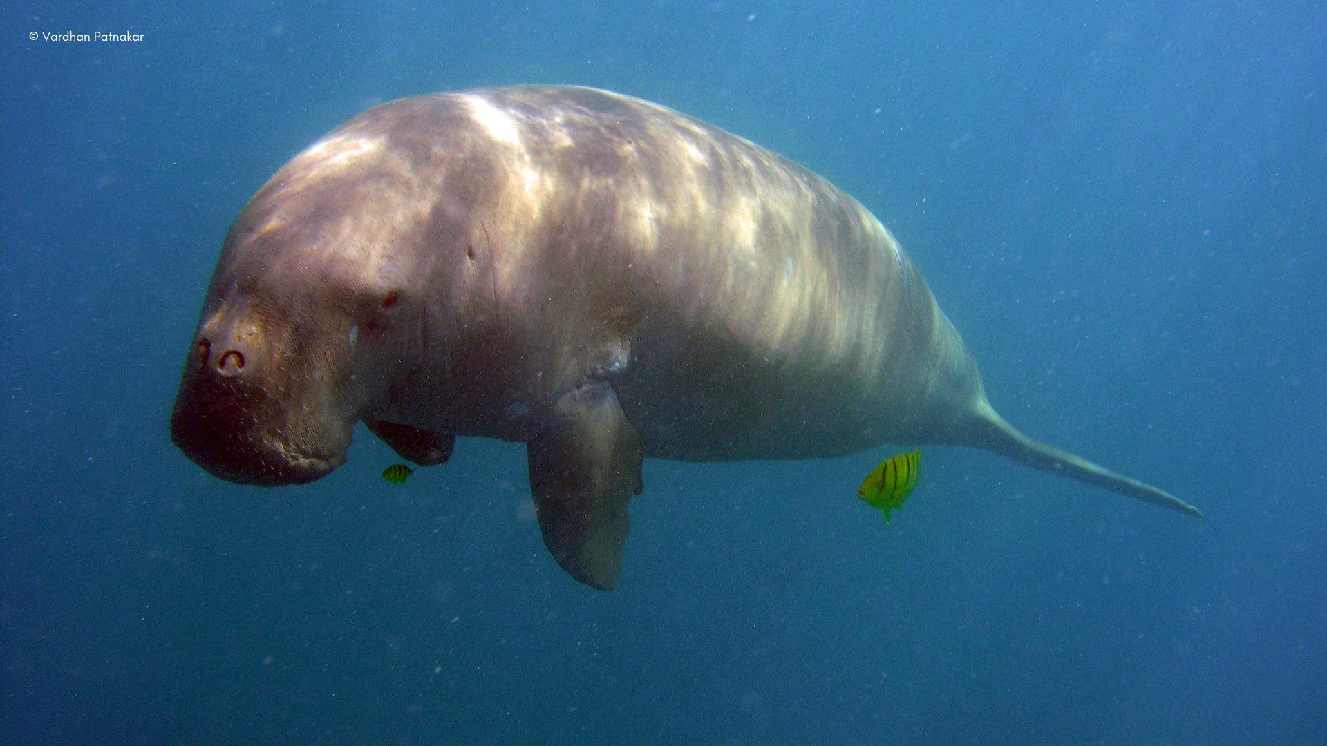 1920x1080 Gentle Giants of the Sea: Dr. Elrika D'Souza Dives Deep into Dugong Conservation in India Dugong Day > Wildlife Conservation Society