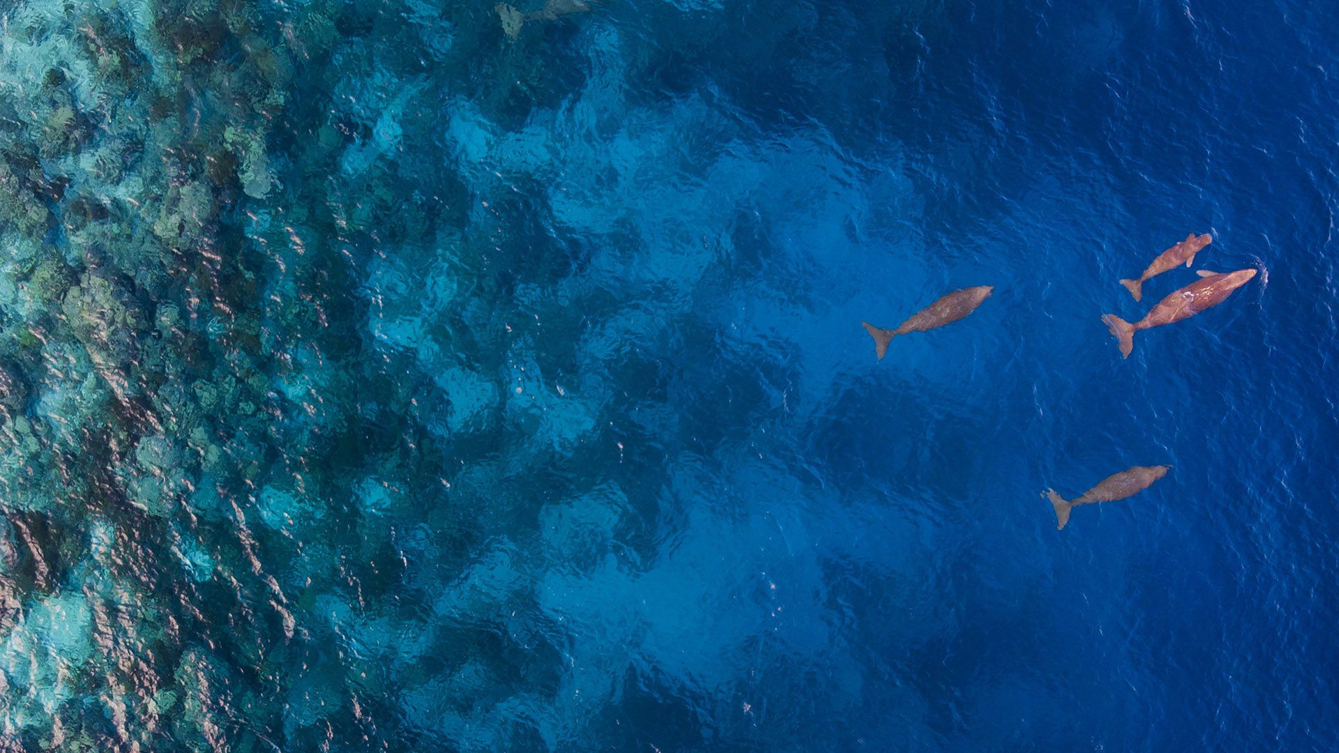 1920x1080 Aerial view of dugongs swimming in ocean, Sangihe Island, North Sulawesi Sea, Indonesia. Windows Spotlight Image