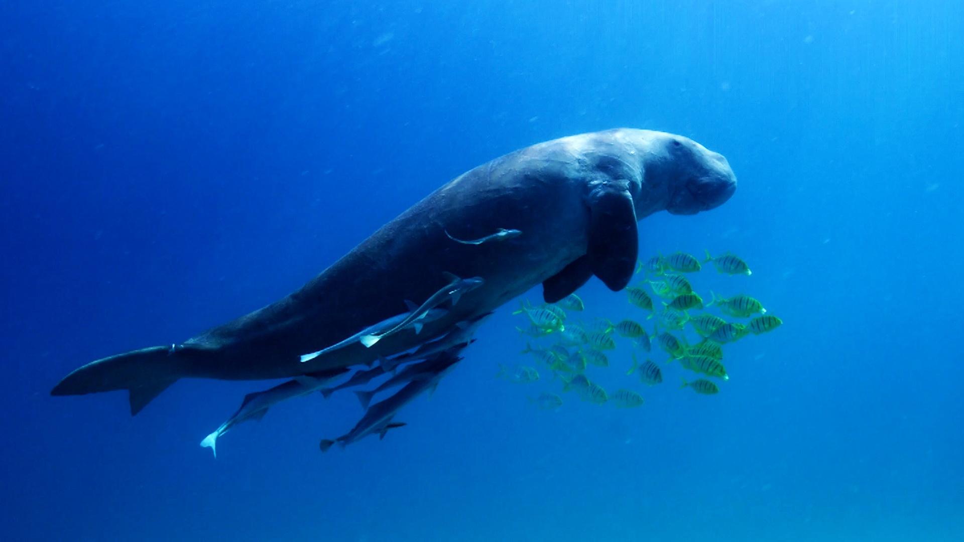 1920x1080 A Dugong's Unlikely Companions