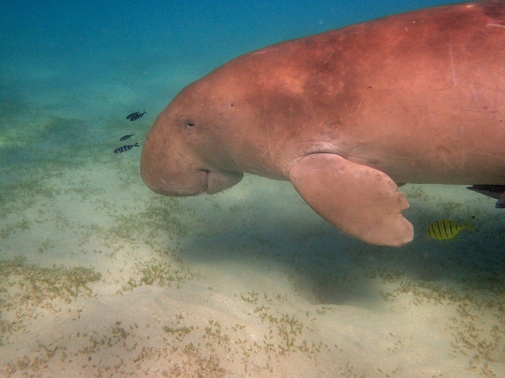 1024x768 A dugy swimming in the ocean with a fish. Manatee dugong