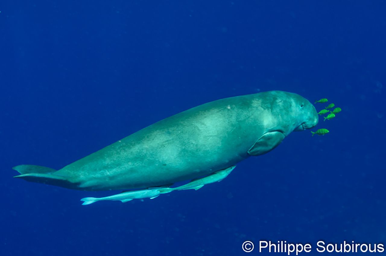 1280x848 Will I Ever Meet a Dugong?