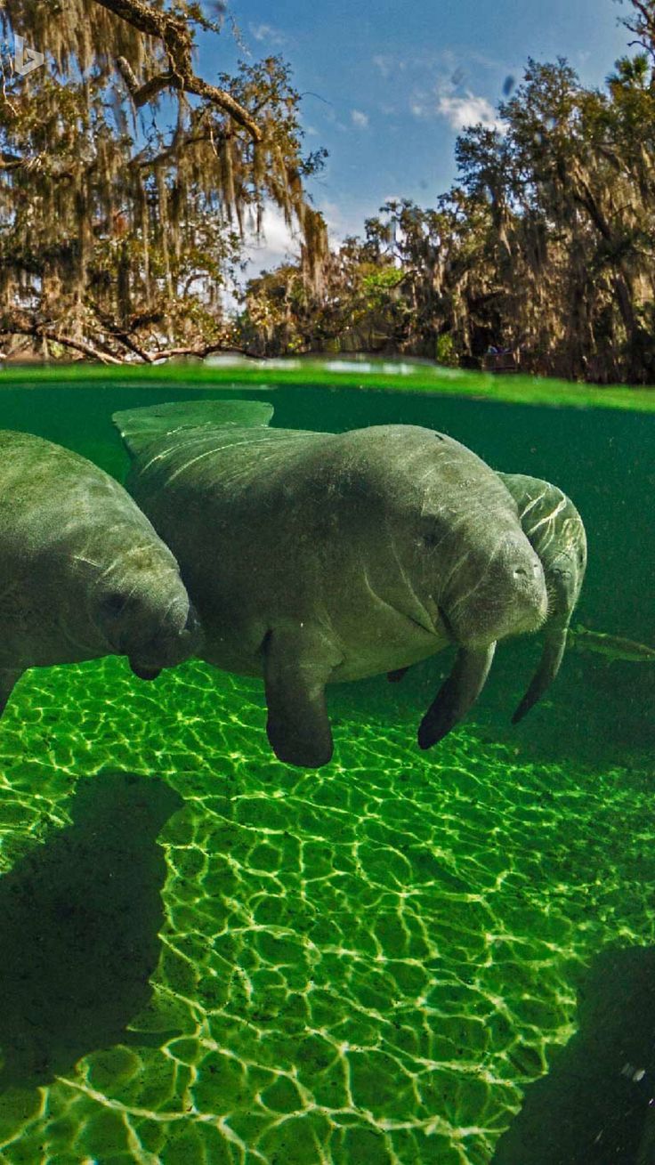 736x1309 Fascinating Sea Cow Insights: Don't Miss This Video Tattoo Nature Wallpaper Ocean Aesthetic