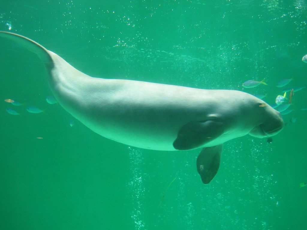 1024x768 Dugong dugon (Order: Sirenia), Toba Aquarium. Dugong dugon