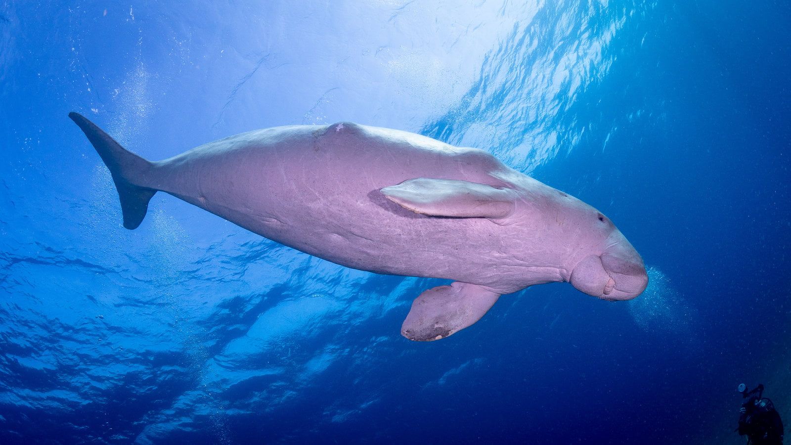 1600x900 Dugong · Egypt Liveaboard