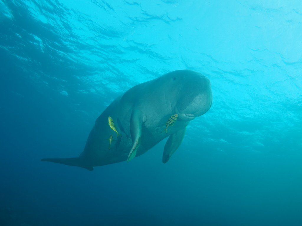 1024x768 Dugong Australian Museum