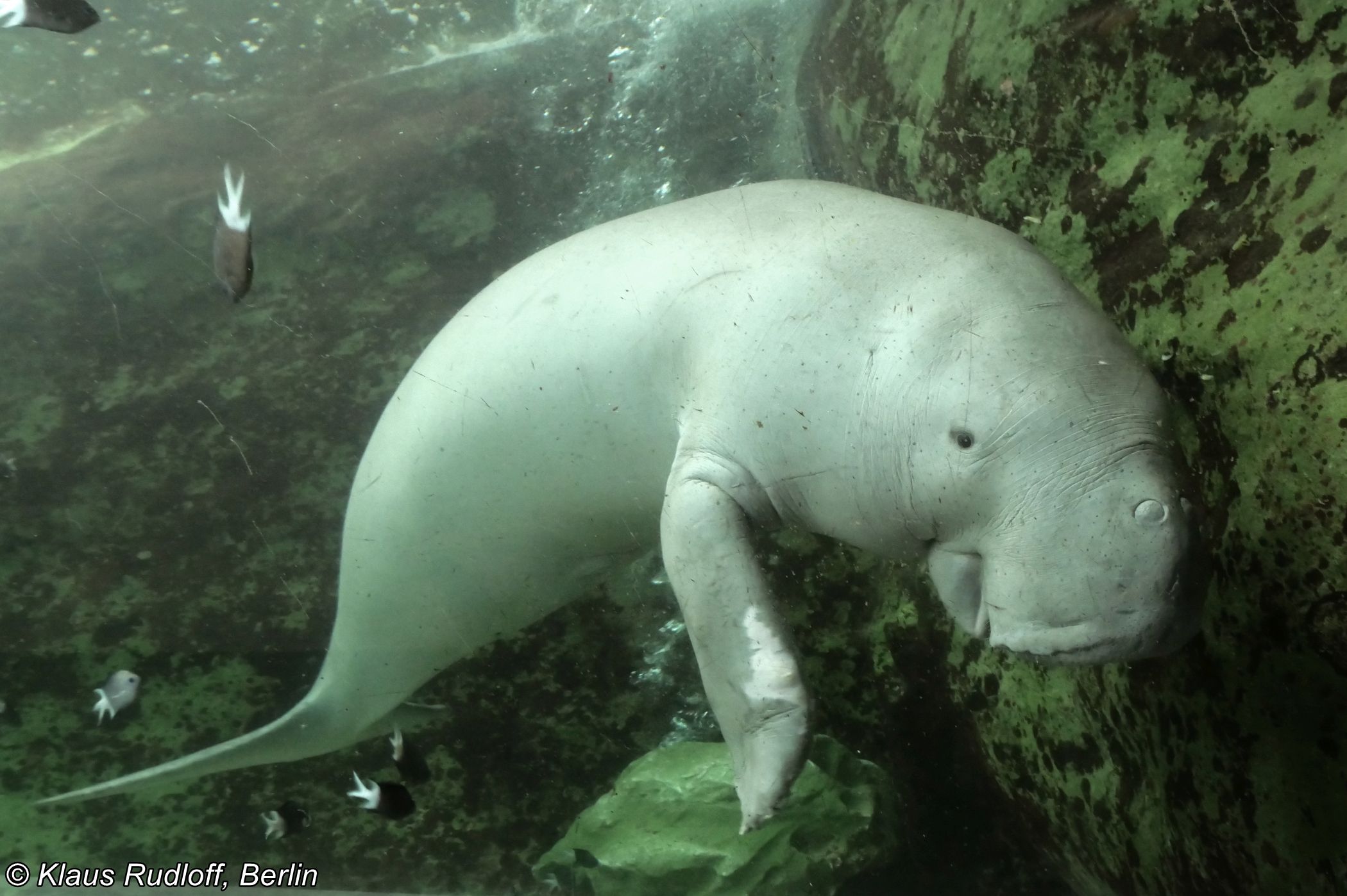 2100x1398 Dugong dugon (Dugong)
