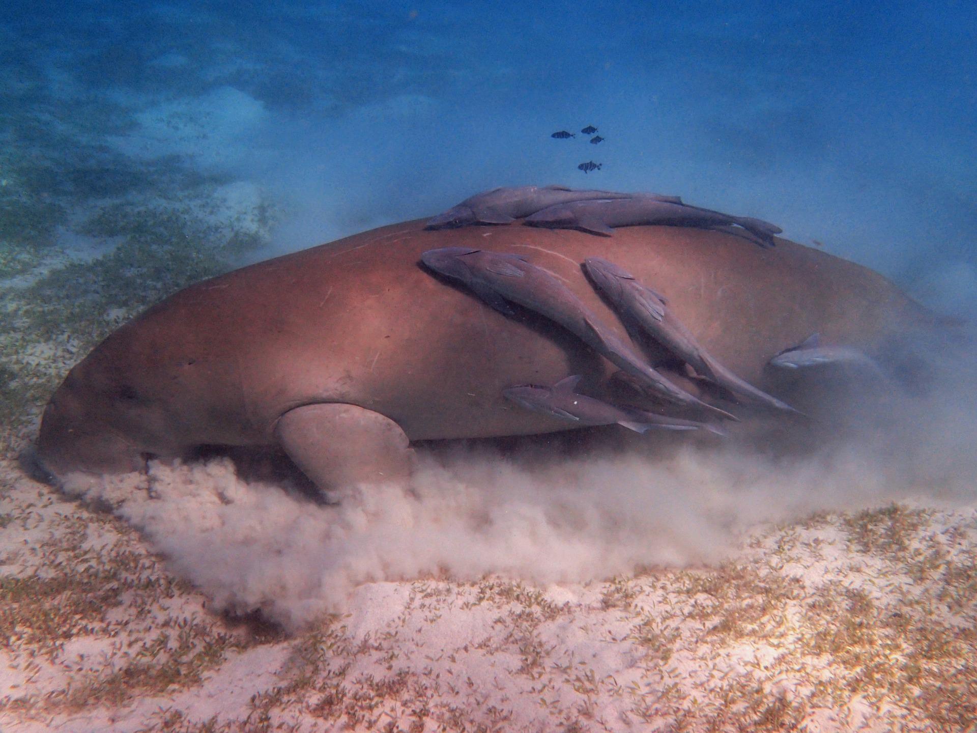 1920x1440 China declares dugong 'extinct'