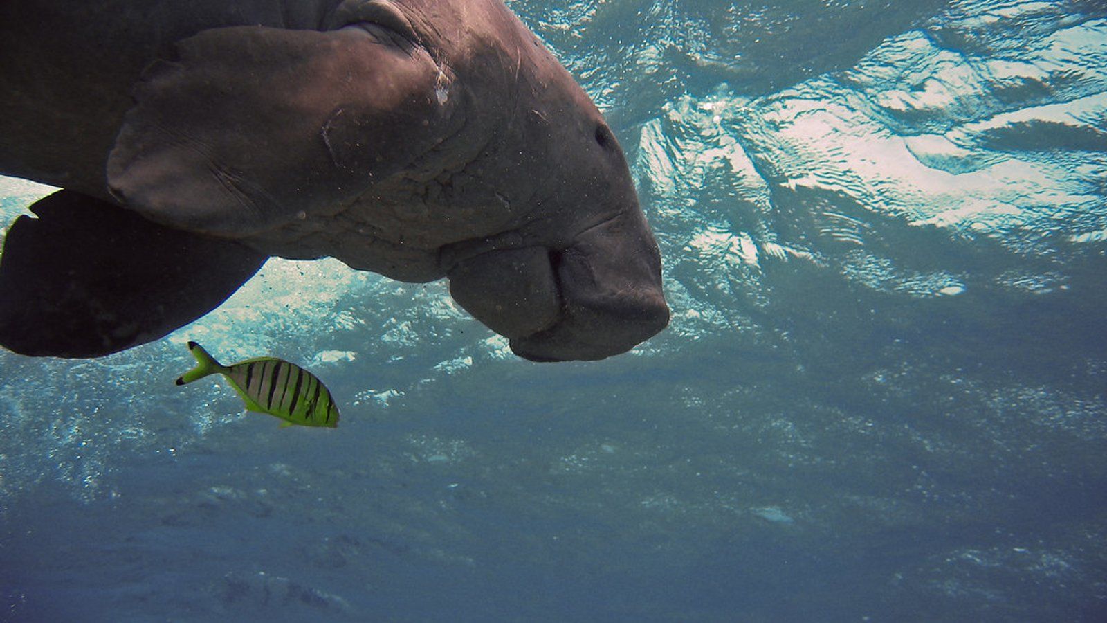 1600x900 Thailand's Beloved Baby Dugong Dies After Eating Plastic