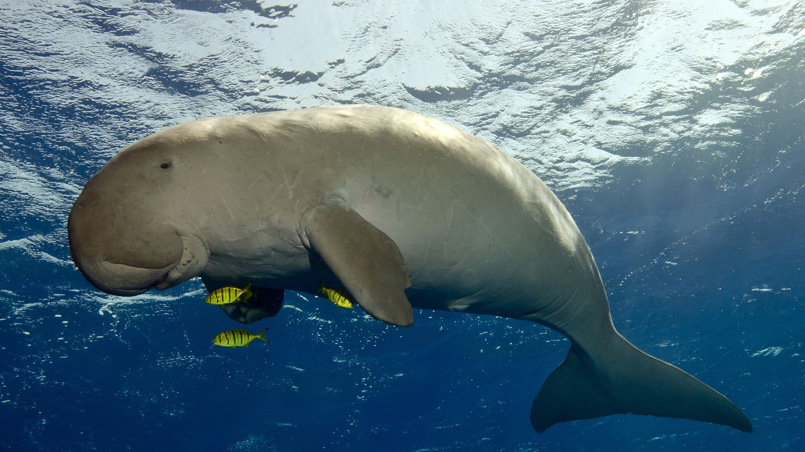 1600x900 Dugongs declared functionally extinct in Chinese waters