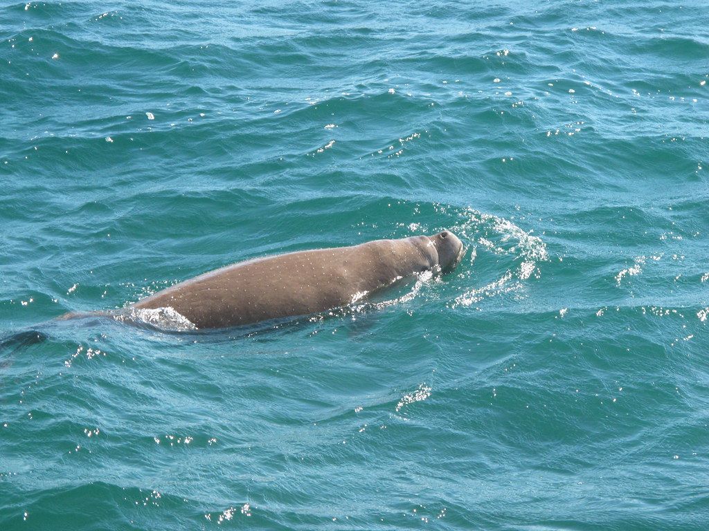 1024x768 Dugong. Dugong at Shark Bay