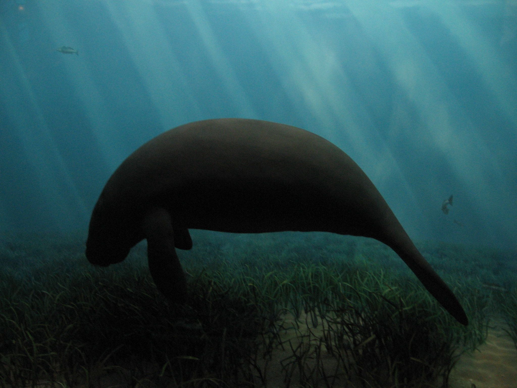 2048x1536 Meet the dugong: the shy and endangered 'ecosystem engineer'