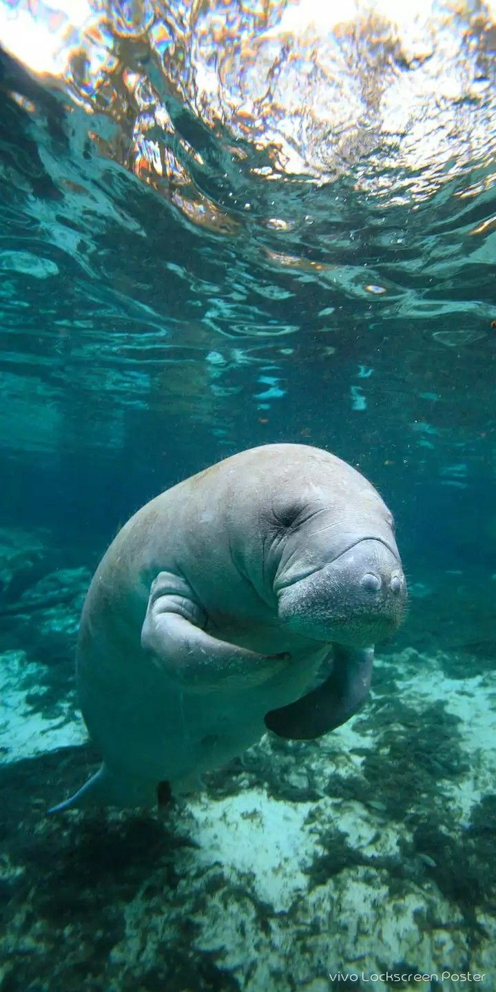 720x1440 Sea Cow Facts: Discover the Enchanting World of Dugongs. Manatee art, Beautiful sea creatures, Marine animals