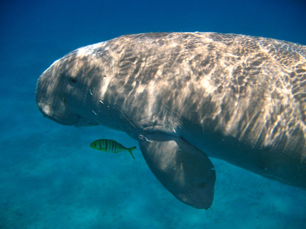 1024x768 Dugong dugong. The famous dugong in Shaab Abu Dabbab, Marsa