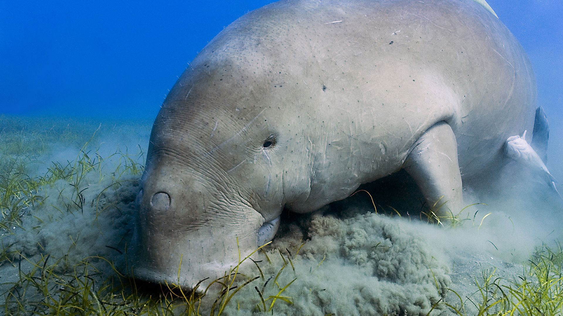 1920x1080 Tubby 'mermaids' vanished from Chinese waters 2 decades ago, now declared extinct