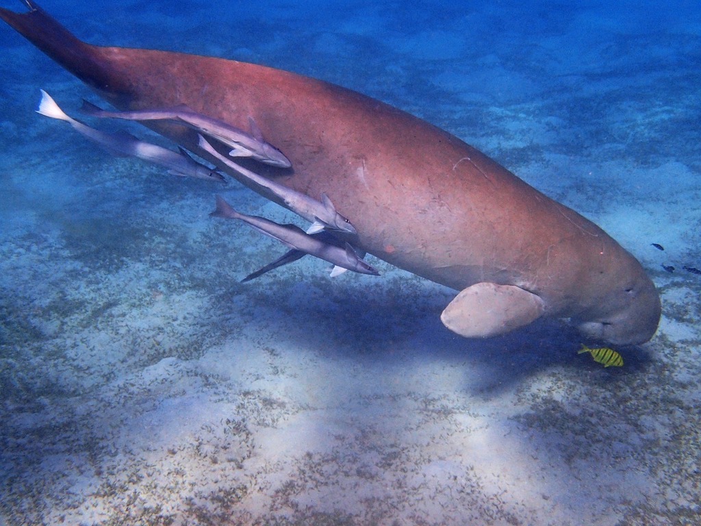 1024x768 Dugong Image: PICRYL Domain Media Search Engine Public Domain Search