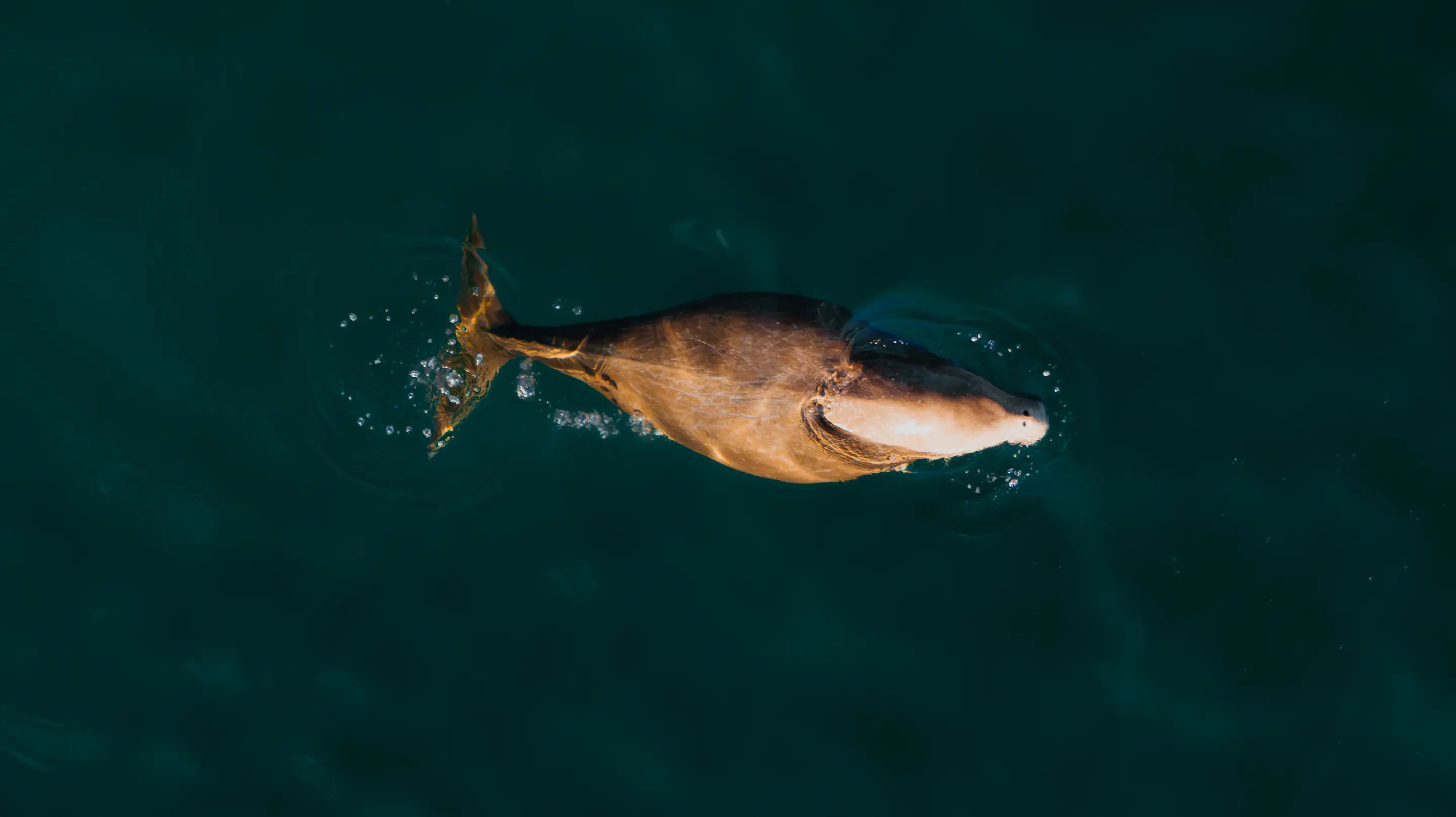 2880x1617 Bubbles emerging around elusive ocean animal off Aussie coast sparks incredible theory News Australia