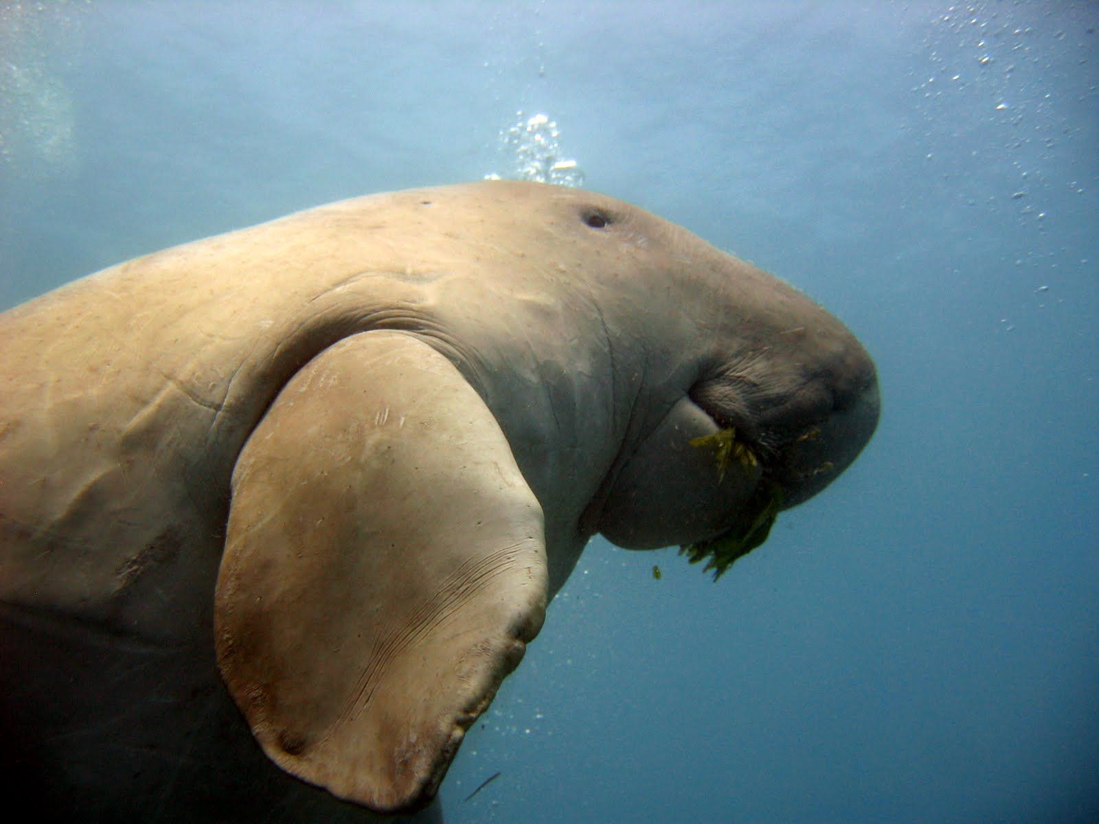 1600x1200 Egypt with a Dugong's Travel Venues