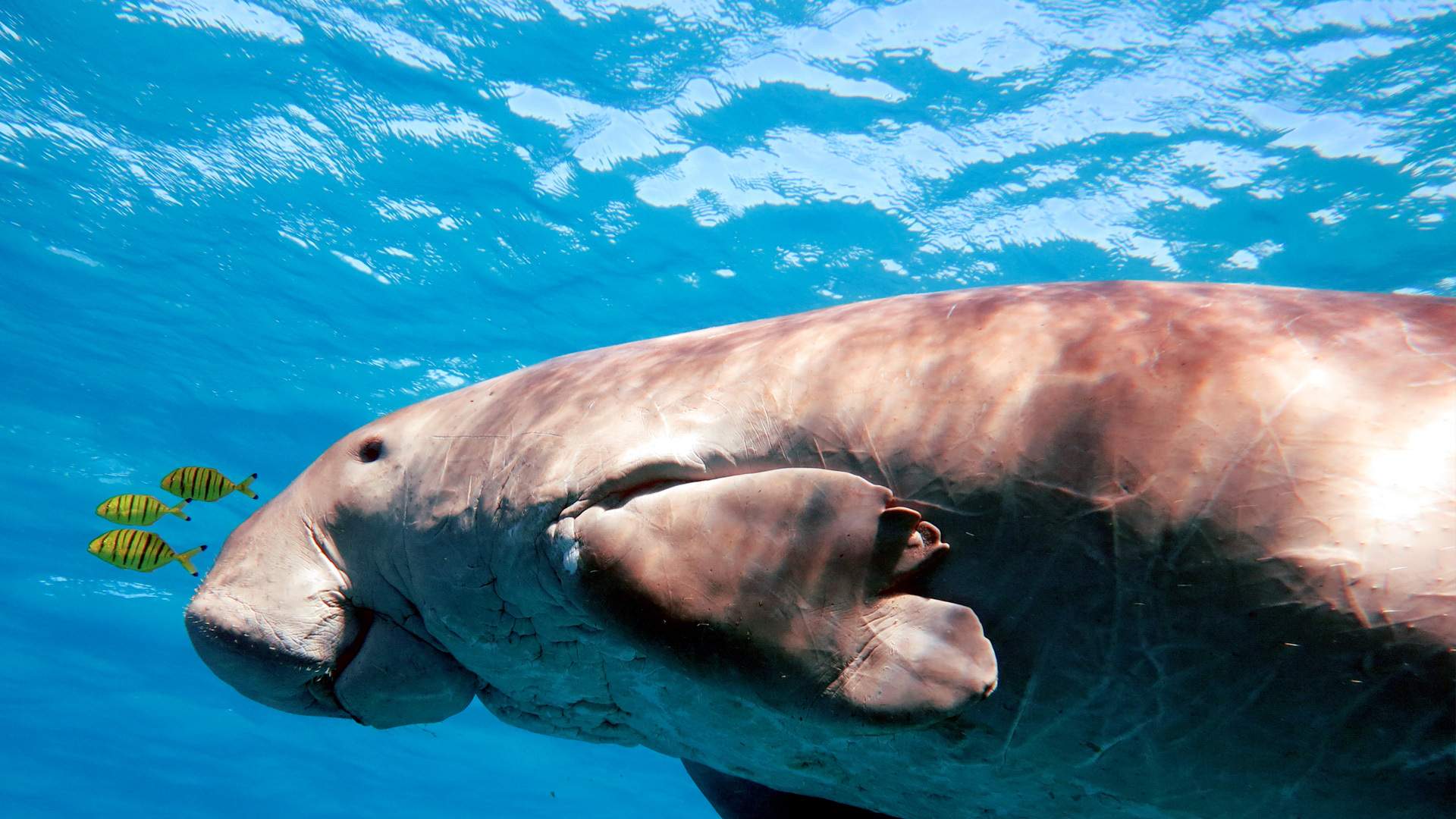 1920x1080 Dugong Encounters. Australia's Coral Coast