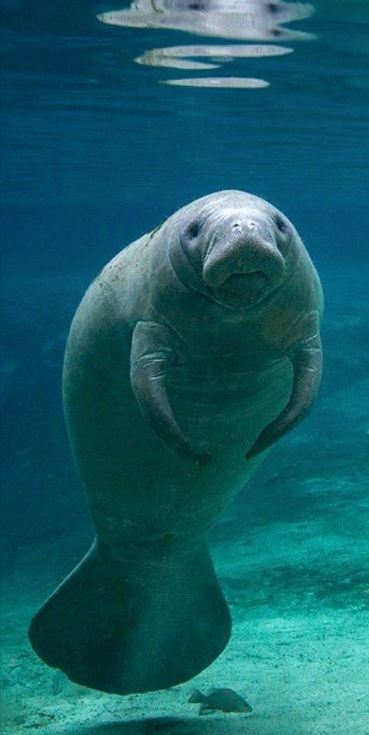 736x1465 Exploring Sea Cow Secrets: Watch Now for Amazing Facts Tattoo Nature Wallpaper Aesthetics